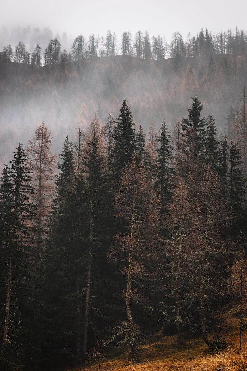coniferous tree, day, outdoors, art, pine, larch, tree, scenics - nature, scenery, beauty in nature, handrail, idyllic, fir, mist, fire, trees, spruce