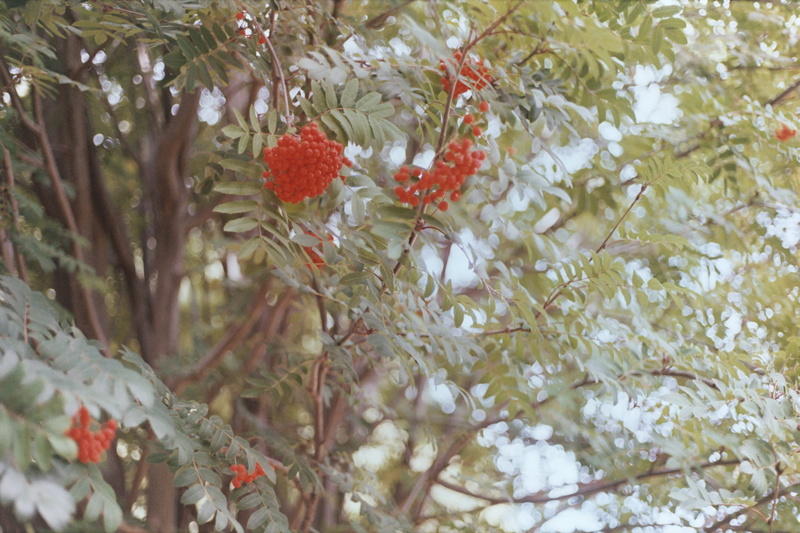 healthy eating, red berries, analog, food, conifer, beauty in nature, fir, plant, abies, white color, outdoors, analogue, green, unedited, food and drink