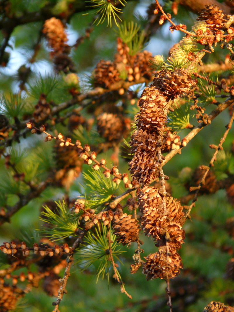 focus on foreground, vulnerability, no people, nature, growth, coniferous tree, beauty in nature, 2K, tranquility, day, outdoors, larch cones, plant, leaf