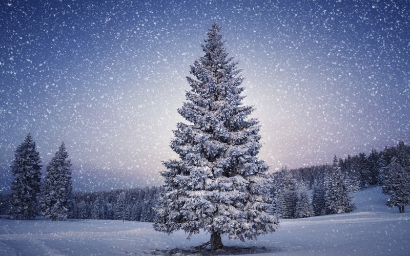 winter, ice, backgrounds, blue, land, mountain, snow, larch, forest, 2K, white, beauty In Nature, weather, frost, spruce Tree, cold temperature, christmas