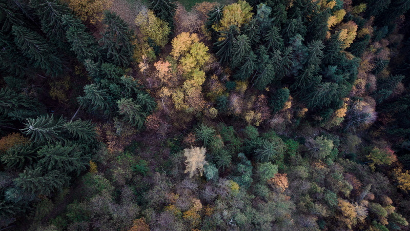 growth, green color, scenery, verdings, tree, branch, evergreen tree, vegetation, pine, yew, land, abies, tranquility, spruce, aerial, nature, larch, bush