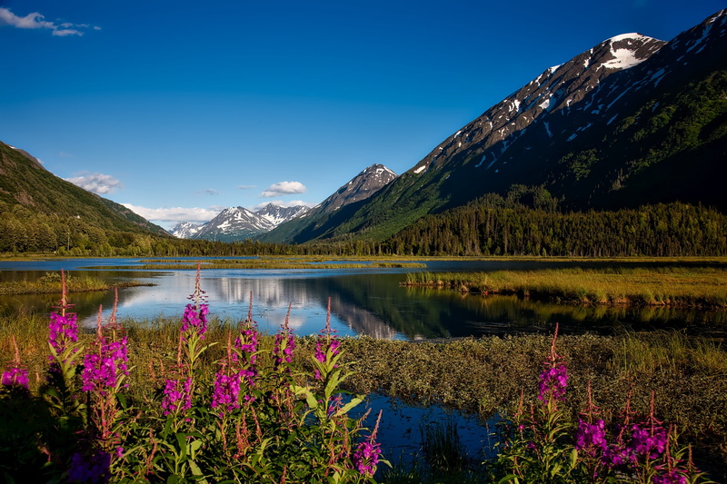 flowering plant, lake, picturesque, clouds, no people, beauty In Nature, snowcap, tranquility, sky, reflections, mountain Range, flowers, mountain peak