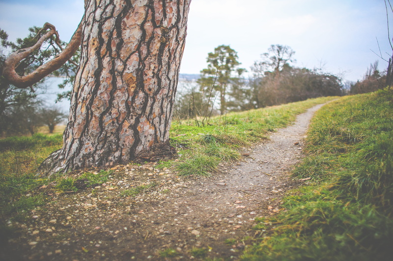 meadow, landscape, scenics, woodland, cloudy, environment, rural Scene, springtime, forest, beauty In Nature, season, field, 4K, outdoors, footpath, sunlight