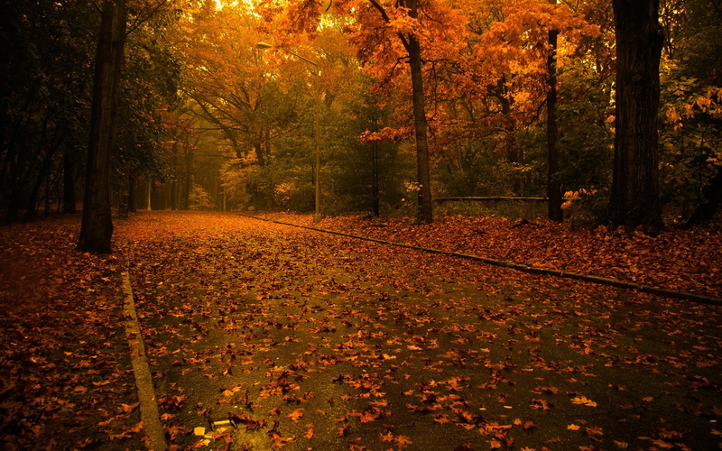 top, falling, woodland, maple Tree, bright, multi Colored, october, outdoors, backgrounds, lush Foliage, leaves, beside, red, orange Color, trees, sun