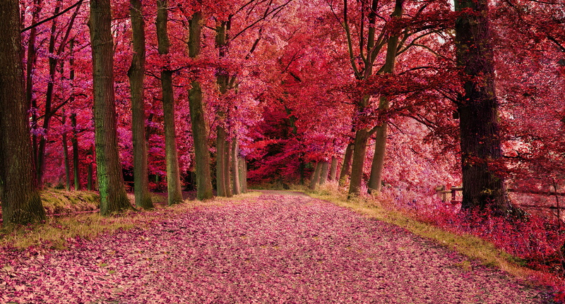 leaf, growth, blossom, gold Colored, treelined, non-Urban Scene, season, the way forward, colors, red, lush Foliage, alley, october, autumn, footpath, plant