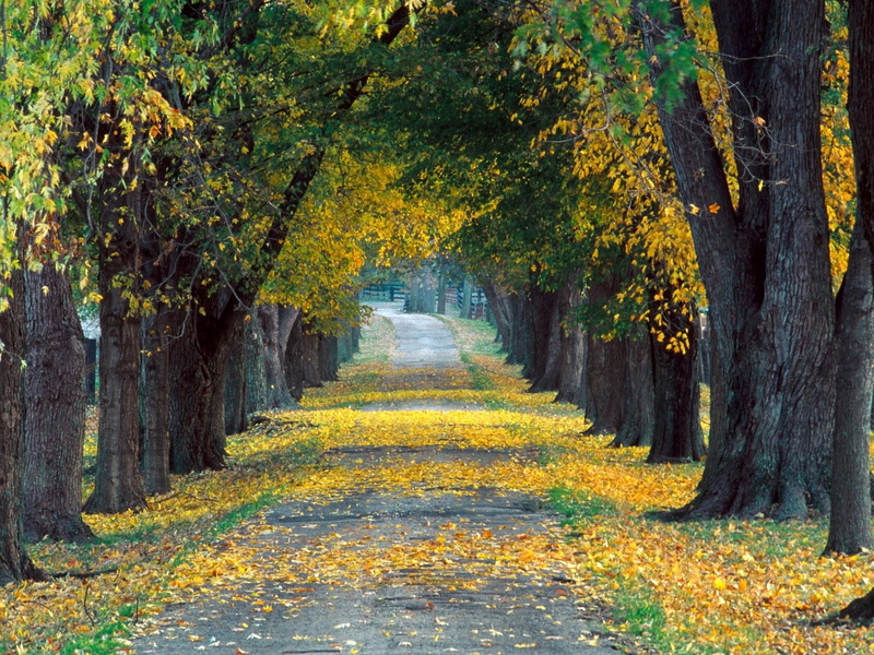 autumn, beauty In Nature, gold Colored, change, leaf, street, park - Man Made Space, leafed, walking, tranquility, the way forward, direction, lush Foliage