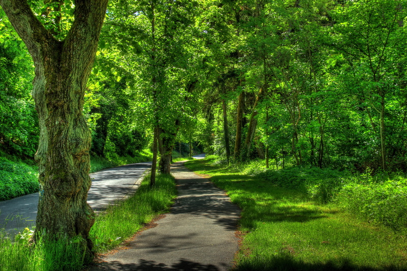 wetzlar, the way forward, footpath, beauty In Nature, sunlight, landscape, tranquil Scene, park - Man Made Space, bush, non-Urban Scene, park, lush Foliage