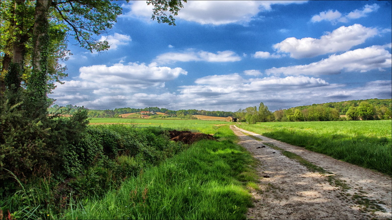 season, field, landscape, europe, forest, outdoors, tree, pasture, summer, growth, tranquil scene, rural Scene, green Color, green, springtime, sky, single Lane Road