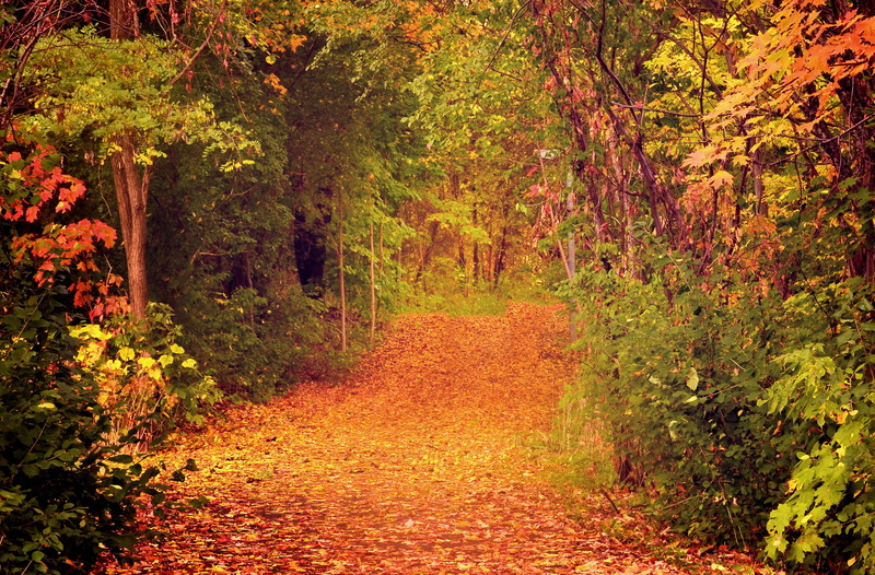 bright, bush, woodland, rural Scene, october, tree, autumn collection, single Lane Road, branch, leaf, multi Colored, no People, leaves, vibrant Color