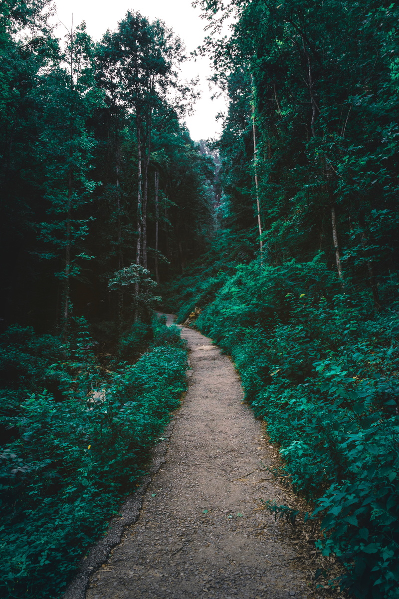 sunlight, tranquility, trail, tranquil Scene, land, branch, dark, tree, diminishing perspective, direction, beauty In Nature, no People, pathway, green Color