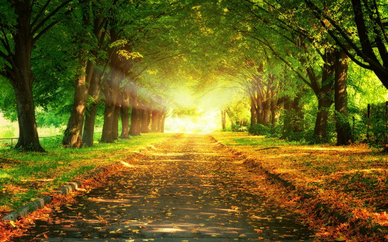 alley, backgrounds, light, colors, lush Foliage, tranquil Scene, road, summer, paints, lane, day, vibrant Color, no People, grass, non-Urban Scene, street