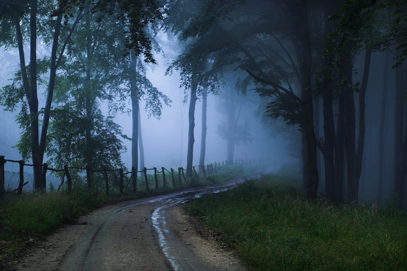 footpath, outdoors, no People, autumn, green, sunrise - Dawn, day, rural Scene, nature, backgrounds, sunlight, night, growth, dirt, mist, scenics, transportation