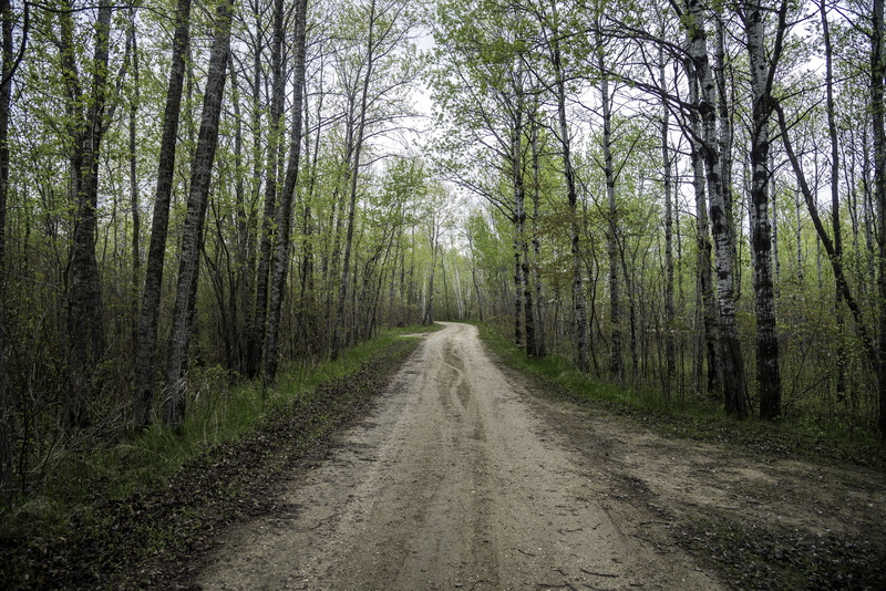 direction, diminishing perspective, scenics, tranquil scene, long, the way forward, tree trunk, beauty in nature, state, nature, no People, bay, footpath