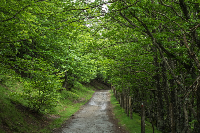 bamboo - plant, trail, lush foliage, land, Path, wild, Ride, woodland, environment, tranquil scene, mato, Santiago, pathway, tree, beauty in nature, holidays