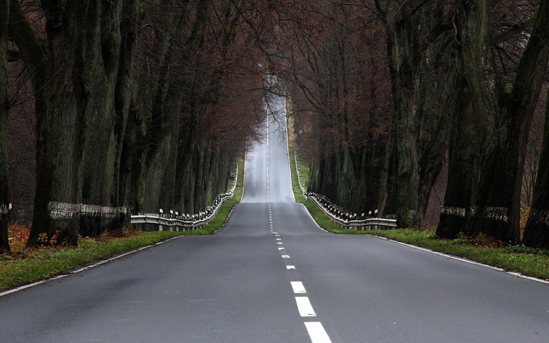 landscape, beauty In Nature, road marking, transportation, park - Man Made Space, travel, autumn, country Road, scenics, plant, nature, day, faltering
