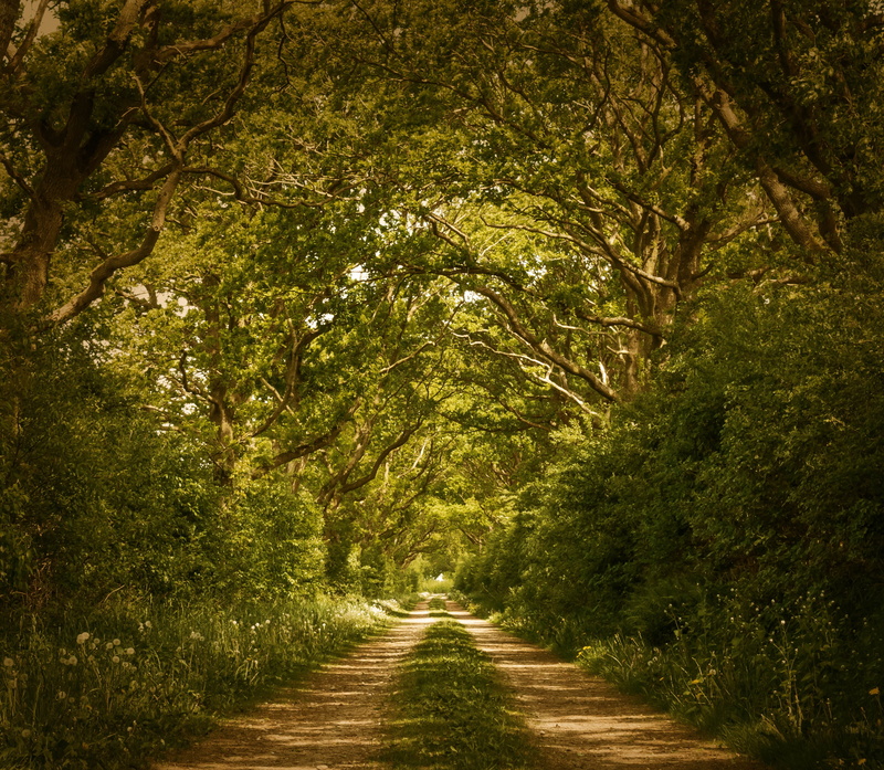 magic, plant, blue skies, landscape, growth, foliage, green Color, footpath, the way forward, direction, trees, atmospheric, mood, woodland, lush foliage