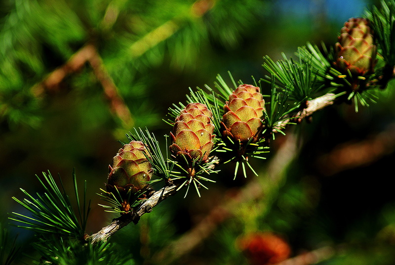 focus on foreground, food and drink, coniferous trees, pine, larch cones, larch needles, beauty in nature, clarity, fruit, closeup, sprig, photography