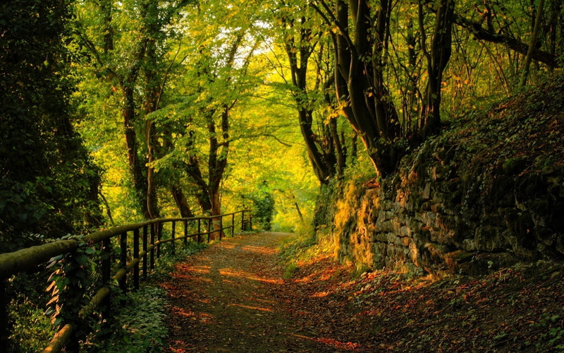 environment, trail, non-Urban Scene, leaves, leafed, branch, plant, autumn, yellow, lush Foliage, trees, sunlight, green, tree, 1080P, rural Scene, footpath