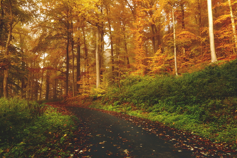 summer, outdoors, plant, vibrant Color, sunlight, park - Man Made Space, tranquil Scene, environment, yellow, green Color, gold Colored, tranquility, footpath