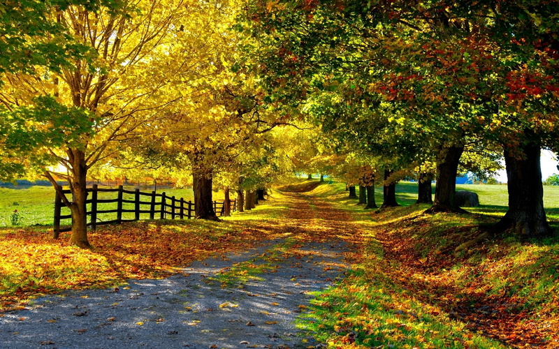 tree, leaf, change, wood - Material, october, orange Color, plant, lush Foliage, trees, diminishing perspective, 1080P, treelined, growth, path, leaves