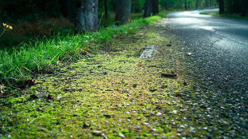 forest, land, grass, plant part, roadside, selective focus, nature, direction, landscape, rural Scene, backgrounds, surface level, transportation, beauty In Nature