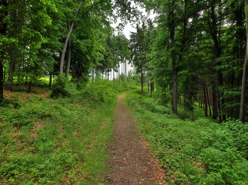 green Color, scenics - nature, path, beauty In Nature, nature, woodland, forest, day, direction, walking, road, autumn, 4K, dirt Road, park - Man Made Space