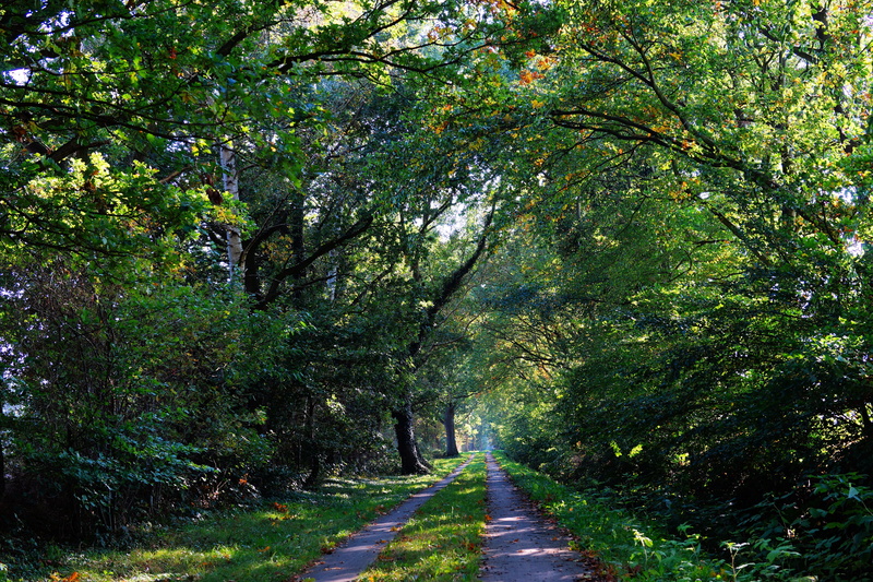season, sunlight, tranquility, walking, environment, park - Man Made Space, land, leaf, landscape, treelined, backgrounds, grass, direction, trees, footpath