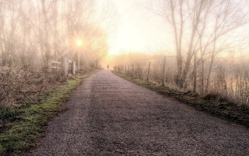 the way forward, tranquility, treelined, fog, sunlight, footpath, sun, scenics - nature, backgrounds, vanishing Point, season, country Road, tree, street