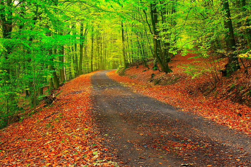 tranquil Scene, colors, red, woodland, scenics - nature, path, diminishing perspective, tree, autumn, footpath, bush, rural Scene, scenics, transportation