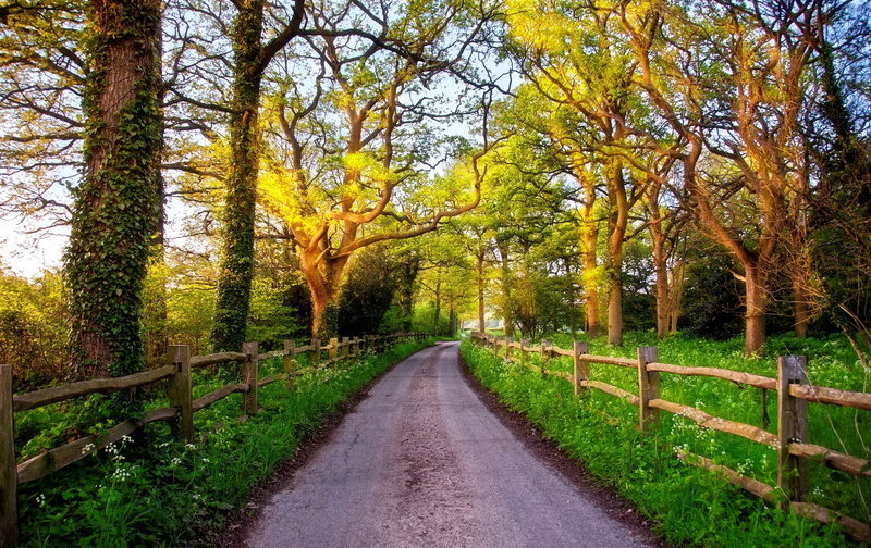 october, growth, tree, woodland, beauty In Nature, scenics - nature, the way forward, forest, brown, direction, plant, color Image, vibrant Color, dawn