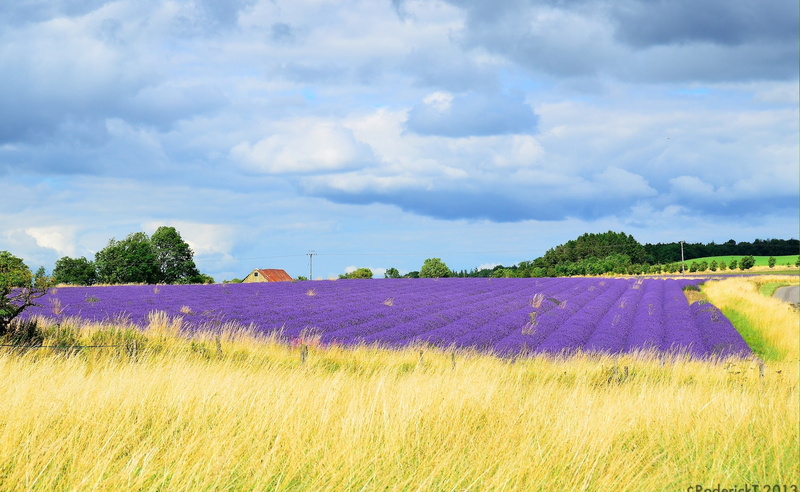 cotswold, purple, field, lavender, agriculture, cloud - sky, Nature, snowshill, idyllic, Europe, day, snowshillhill, 2K, scenics - nature, growth, land