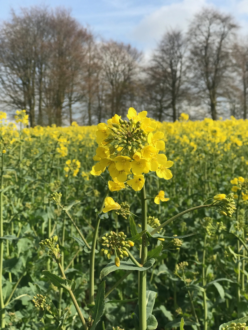 fragility, land, agriculture, flower head, tranquility, plant, vulnerability, growth, day, rapeseed, farm, yellow, field of flowers, flowering plant, flower