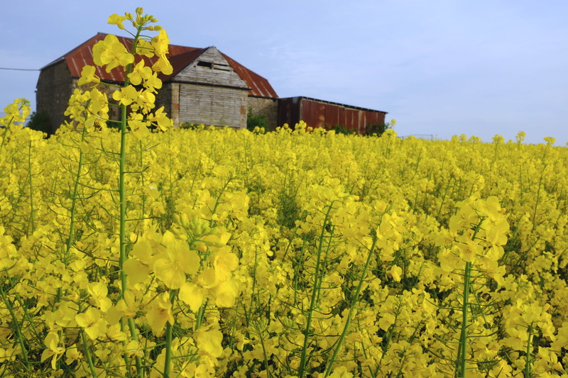 agriculture, photograph, capture, britain, light, photo, nature, 4K, leckhampton  hill, rural Scene, fuji, canola, earth, countryside, barn, oilseed Rape