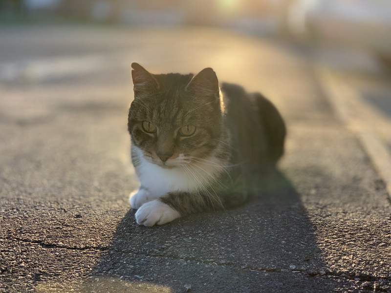 vertebrate, oxfordshire, mammal, abyssinian, footpath, tarmac, pavement, looking at camera, cotswolds, domestic, cat, sun, feline, tabby, asphalt, kitten