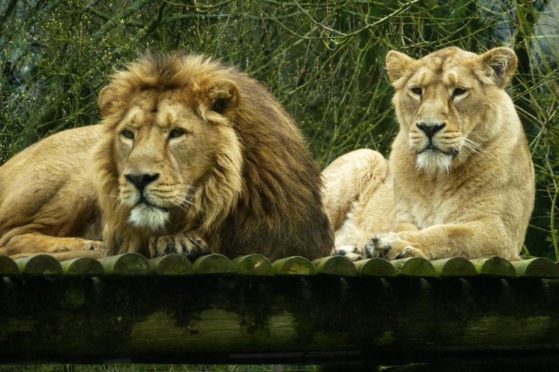 lioness, animal family, no people, 4K, group of animals, Cotswold, Lions, feline, carnivora, animal wildlife, relaxation, nature, safari, animals in the wild