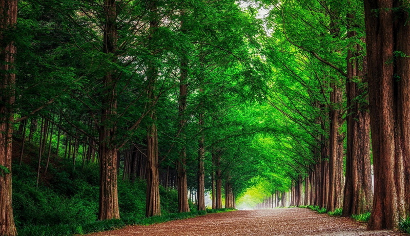 environment, woodland, 1080P, forest, the way forward, grass, no People, day, trunk, direction, tranquility, growth, scenics, rural Scene, green, leafed