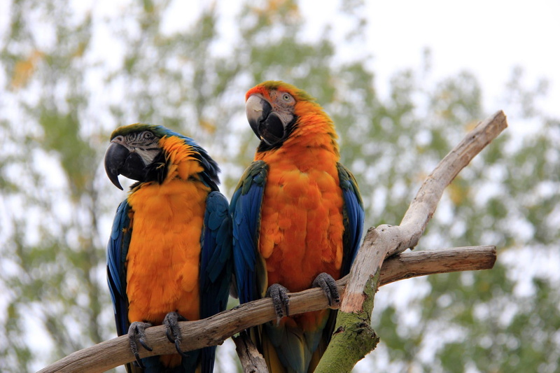 Picture, Canon EOS 550D, County, Digital, blue, bourton, yellow, Snap  Shot, DSLR  Camera, Photographer, animal, 1080P, wildlife, bird, Image, Great Britain