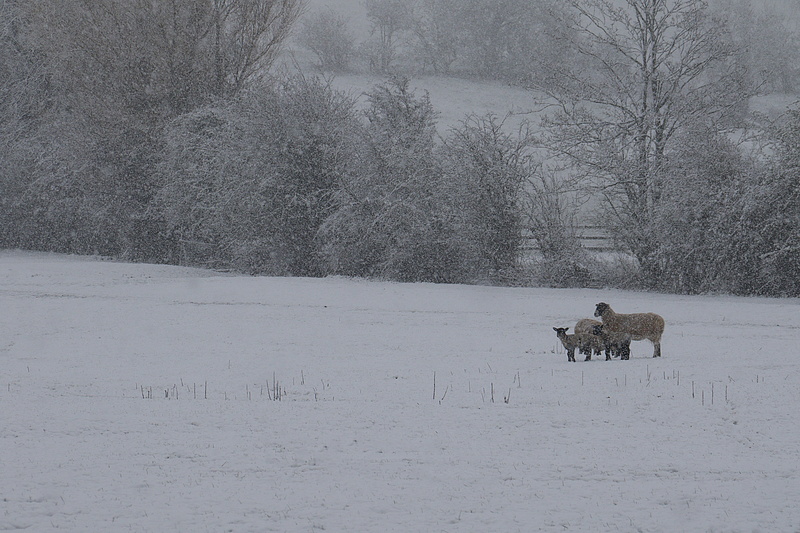 ewe, winter, cotswolds, broadway, mammal, domestic, plant, white, tree, wool, outdoors, ice, landscape, vertebrate, sheep, snowcapped mountain, uk, land