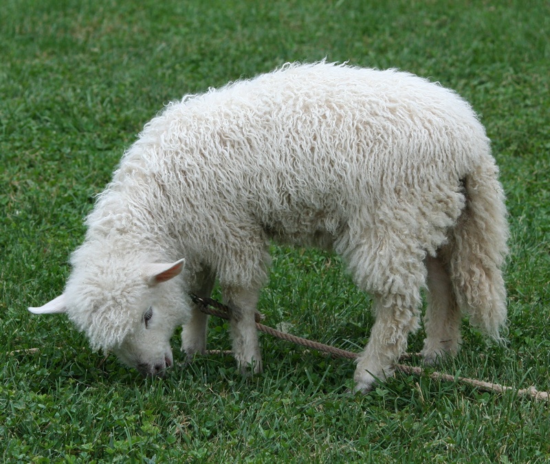 country, grass, pasture, stock, one animal, wool, ranch, herbivorous, animal themes, vertebrate, domestic, outdoor, fleece, white color, domestic animals