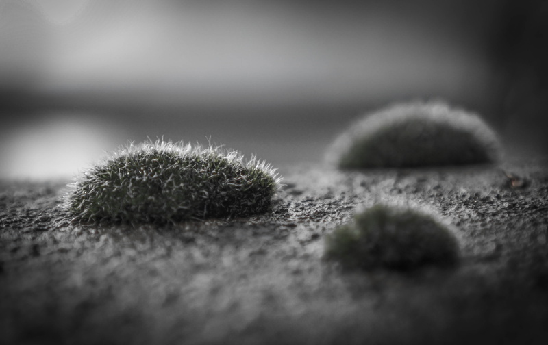 nature, Cotswolds, Moss, 2K, cushions, black Color, lint, close-up, Macro Photography, photography, macro, wall, stone