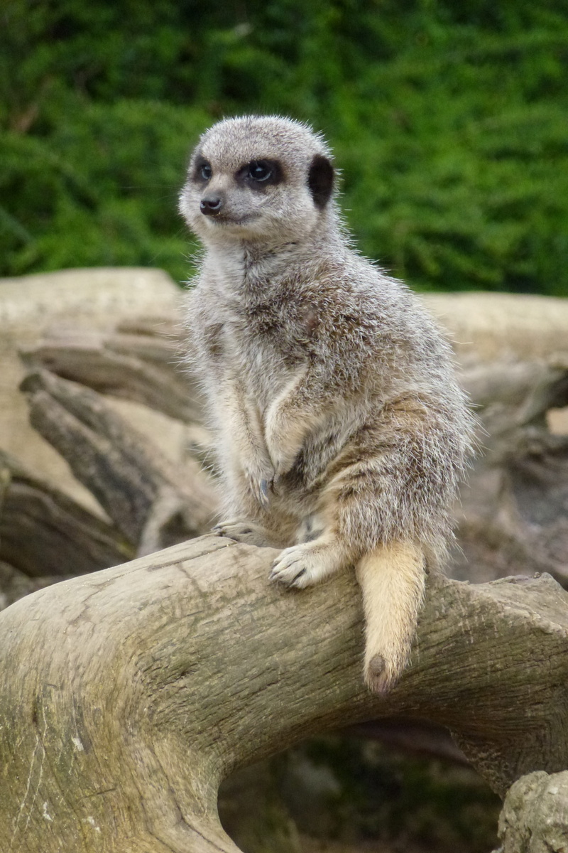 timber, tree, 4K, meerkat, no people, waiting, focus on foreground, looking, day, outdoors, log, animal themes, vertebrate, animal, animals in the wild