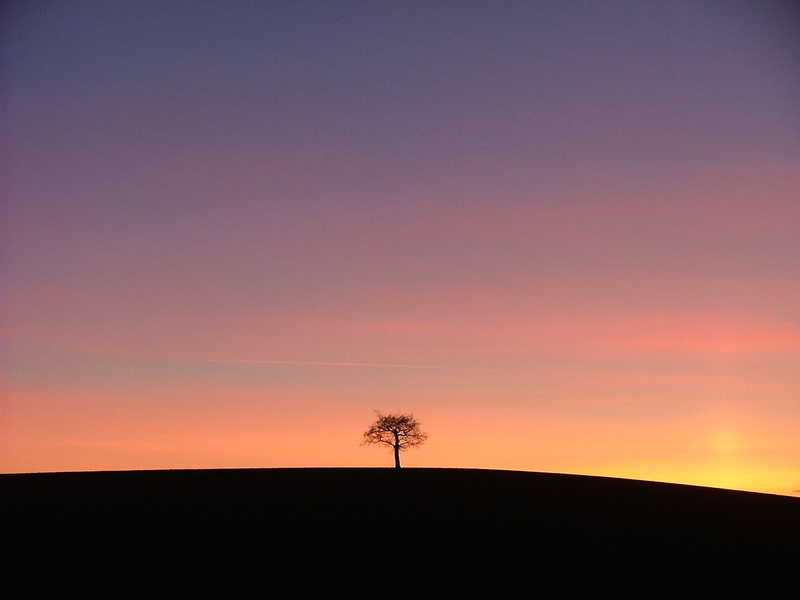 west midlands, landscape, sun, alone, orange color, united, rural, staffordshire, farmland, plant, single tree, countryside, english, hill, tranquility