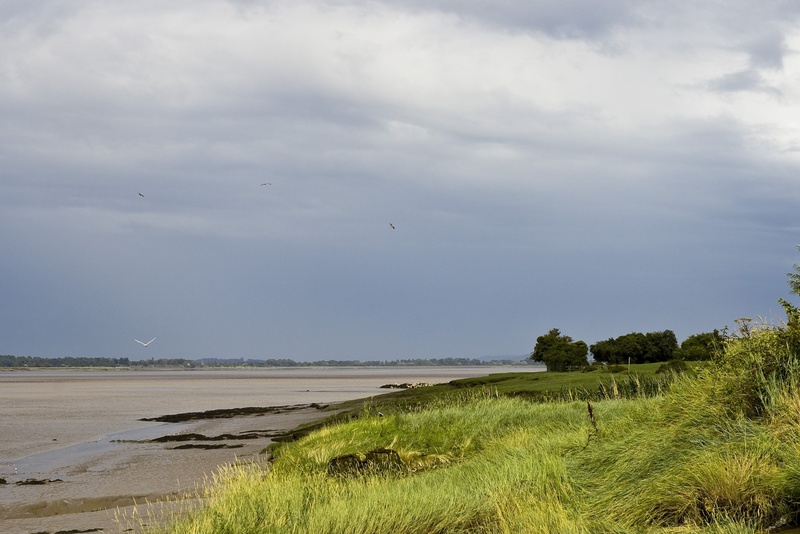 gloucestershire, vertebrate, land, animals in the wild, nature, england, no people, 2K, grass, water, bird, scenics - nature, britain, cloud - sky, animal wildlife