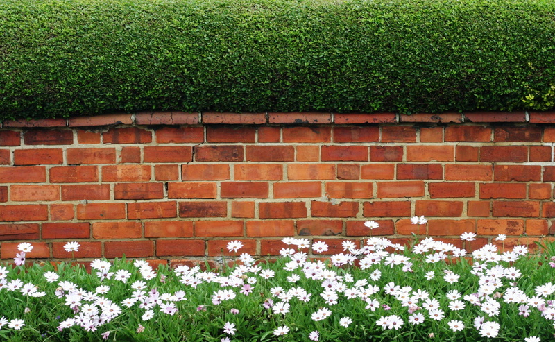 wall, Fence, 2K, stonehouse, vulnerability, petaled, fragility, outdoors, flowering plant, built structure, gloucestershire, unitedkingdom, Daisy, livingfence