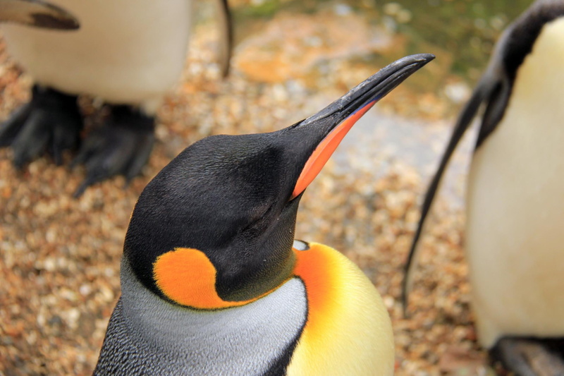 bird, GB, close, Photography, Cotswolds, Picture, close-up photography, Birdland, Photographer, County, bourton, Digital, DSLR  Camera, gray, black and gray