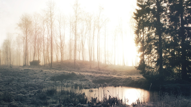 forest, swamp, 1080P