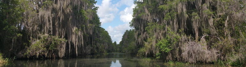 United States, day, Florida, okefenokee, Nature, Swamp, non-urban scene, forest, panoramic, environment, river, plant, cloud - sky, flowing water, beauty in nature