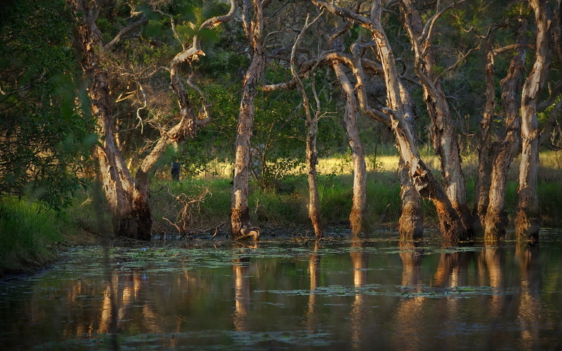 no people, beauty in nature, outdoors, growth, waterfront, 1080P, nature, tranquil scene, forest, reflection, tree, trunk, scenics - nature, tranquility