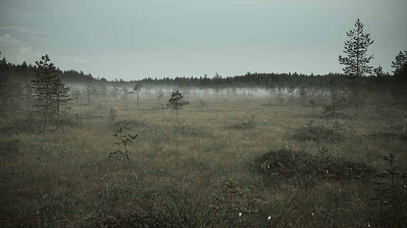 growth, green, environment, non-urban scene, remote, tranquility, plant, fog, grass, outdoors, nature, day, sky, tree, scenics - nature, pine trees, field