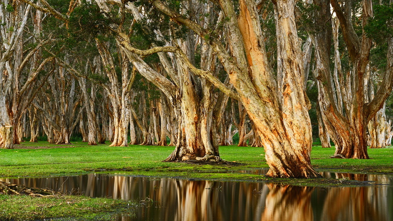 forest, swamp, landscape, 4K